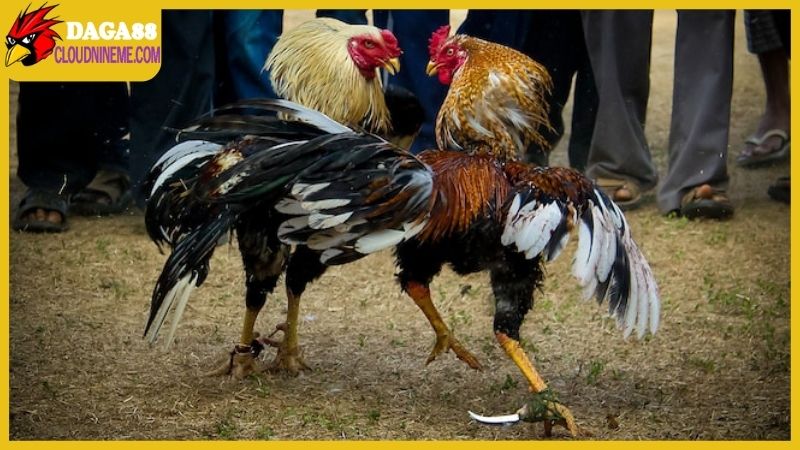 Cách lên cựa gà tre đúng chuẩn, hướng dẫn chi tiết từng bước 5 Cách lên cựa gà tre và những yêu cầu đặc biệt