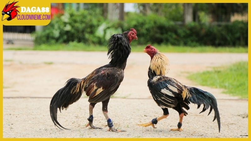 Cách lên cựa gà tre đúng chuẩn, hướng dẫn chi tiết từng bước 4 Cách lên cựa gà tre
