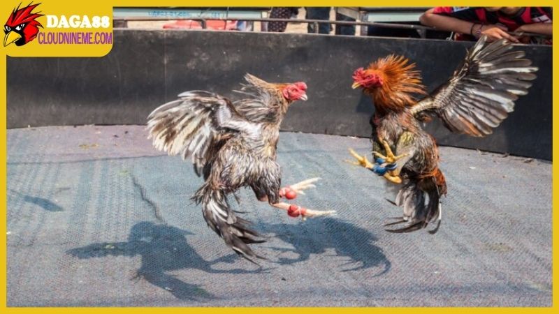 Cách lên cựa gà tre đúng chuẩn, hướng dẫn chi tiết từng bước 6 Hướng dẫn cách lên cựa gà tre qua từng bước
