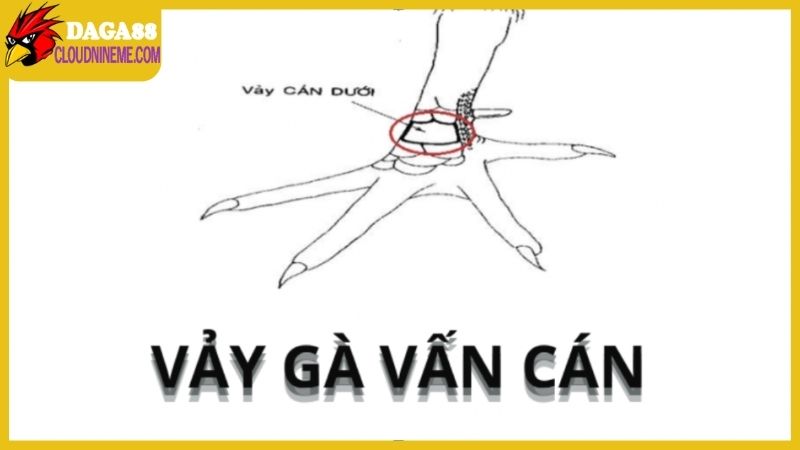Xem vảy gà Cao Lãnh đúng chuẩn, đẹp và đá hay tuyệt 7 Loại vảy vấn cán khi xem vảy gà Cao Lãnh